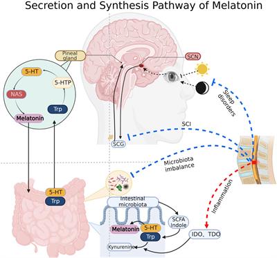 Intestinal microbiota and melatonin in the treatment of secondary injury and complications after spinal cord injury